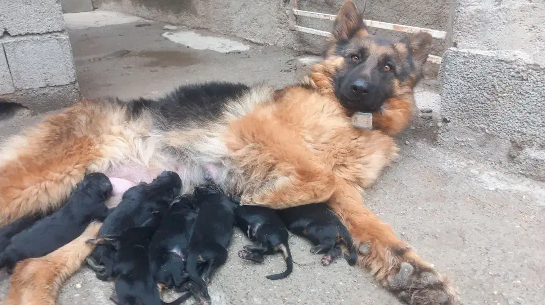 ژرمن ماده برای کشش ، جفتگیری|سگ|گنبد کاووس, |دیوار