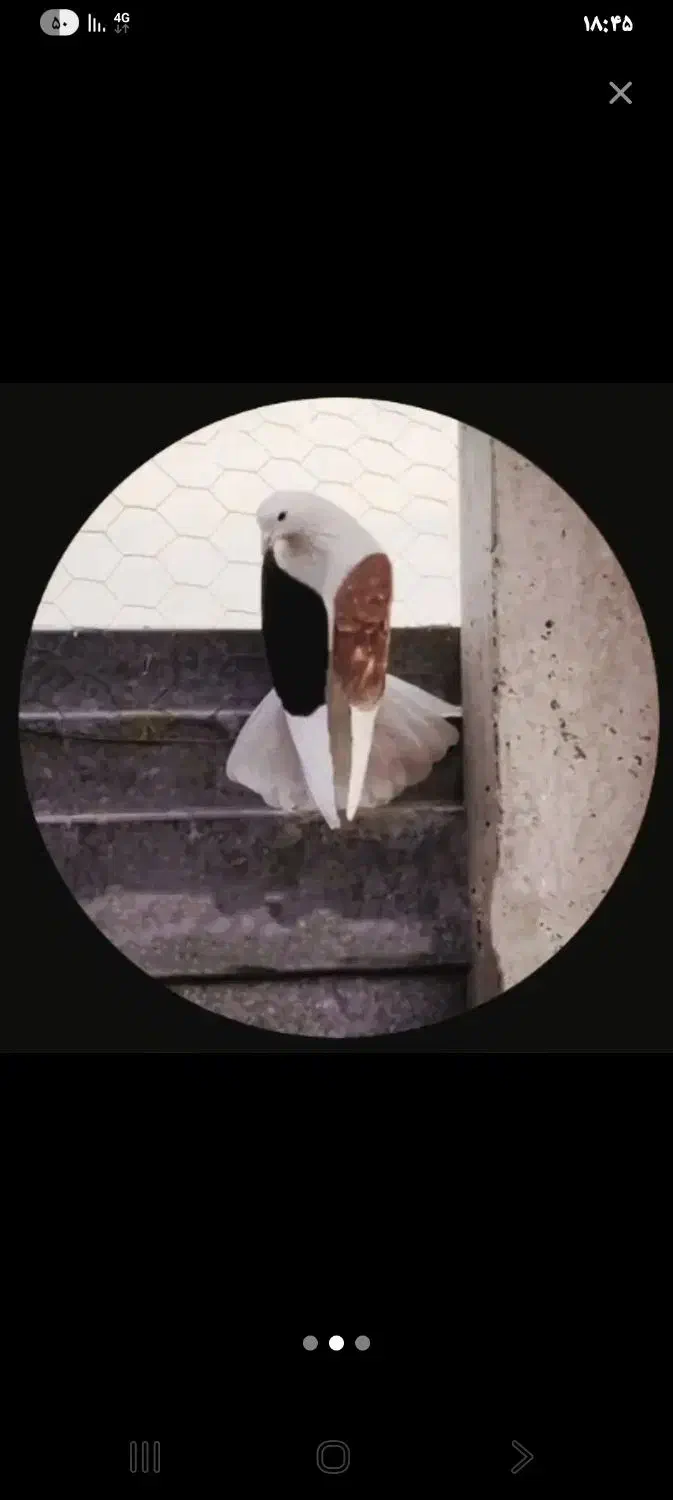 سلام|اشیا|همدان, |دیوار