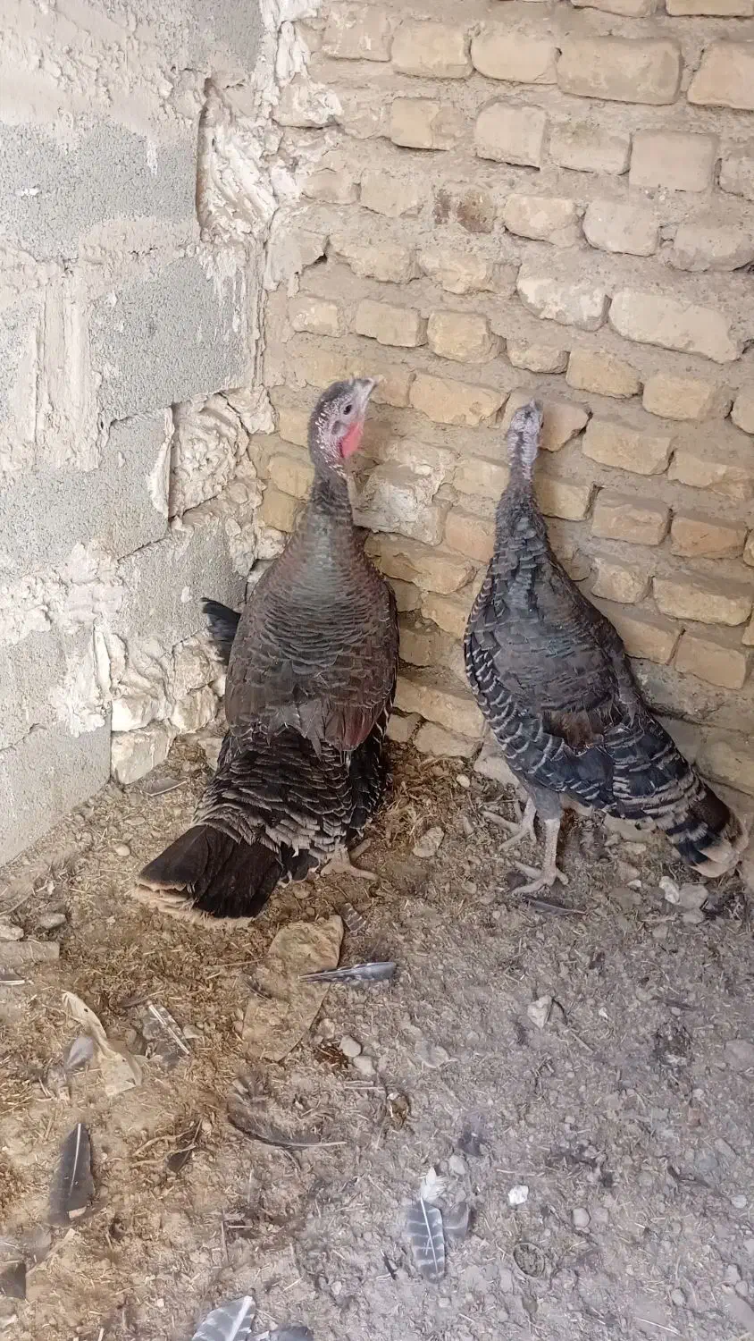 بوقلمون ماده|حیوانات مزرعه|تنکمان, |دیوار