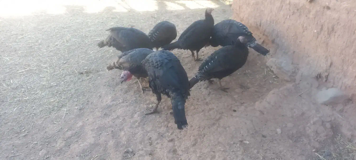 بوقلمون|حیوانات مزرعه|فیروزه, |دیوار