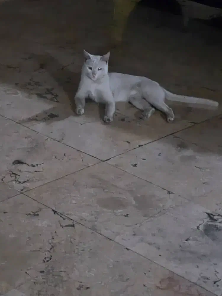 گربه گمشده|حیوانات|تهران, پاسداران|دیوار