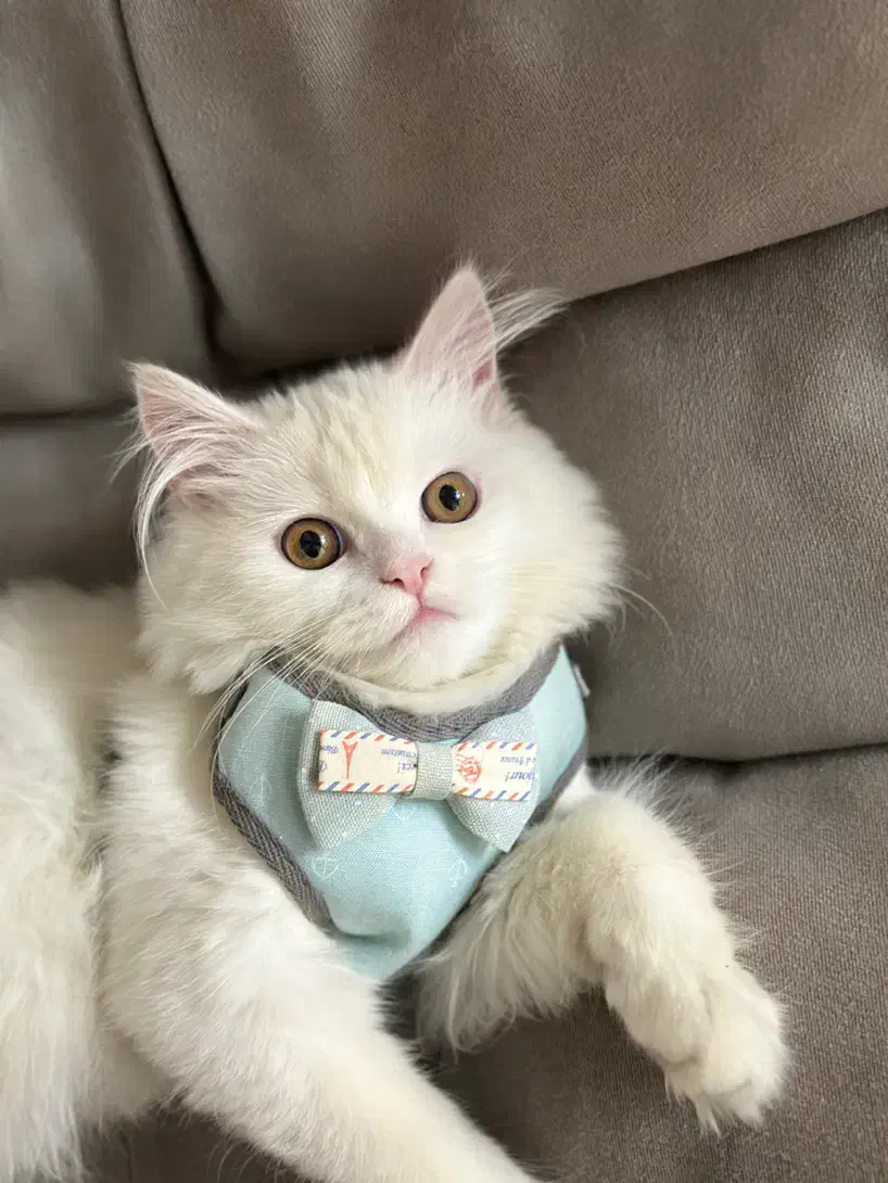 پرشین|گربه|تهران, صادقیه|دیوار