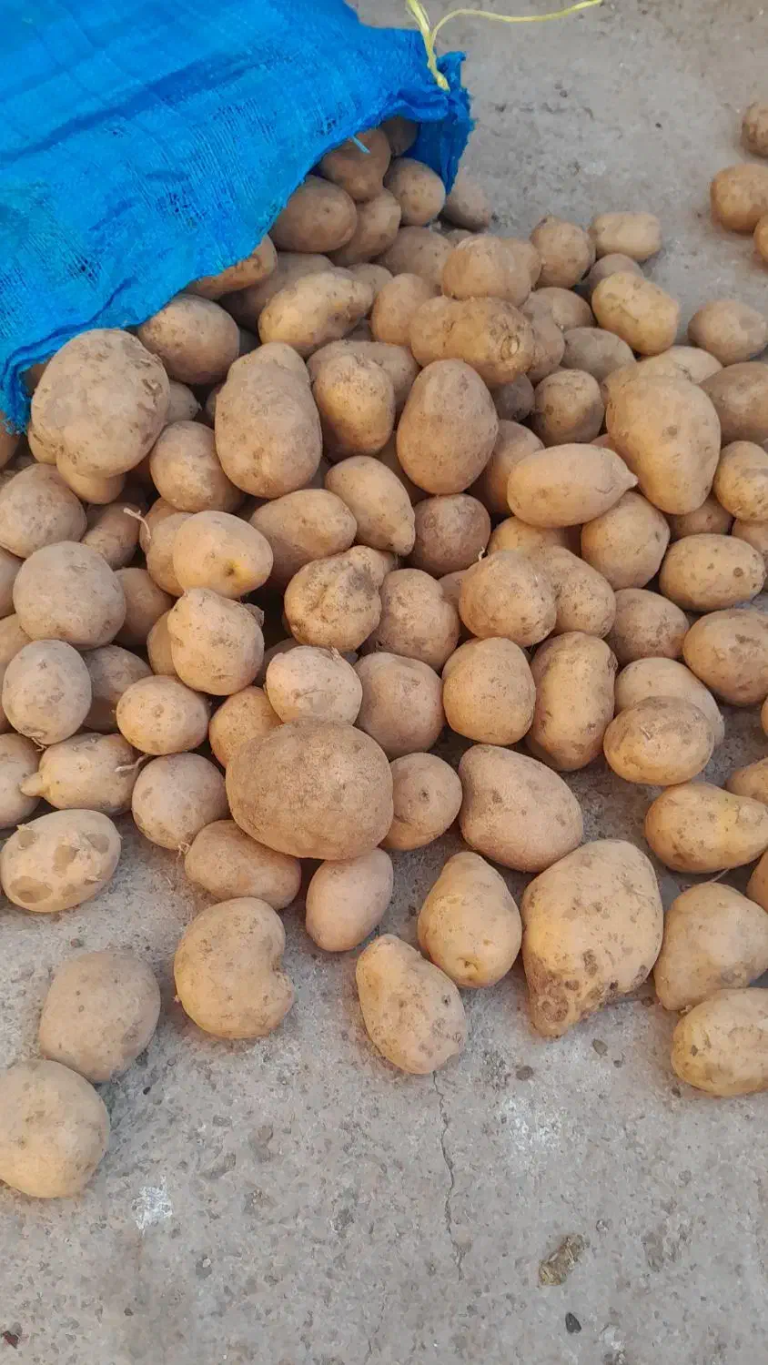 سیب‌زمینی|خوردنی و آشامیدنی|سردرود, |دیوار