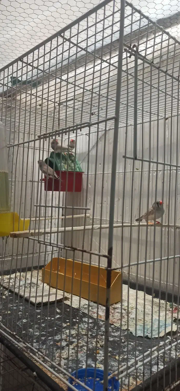 فنج|اسباب‌بازی بچه|مشهد, کوشش|دیوار