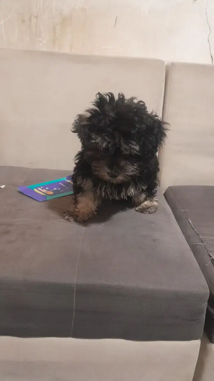 فروشی|سگ|قشم, |دیوار