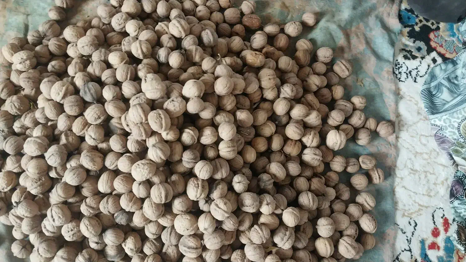 گردو|خوردنی و آشامیدنی|دوزین, |دیوار