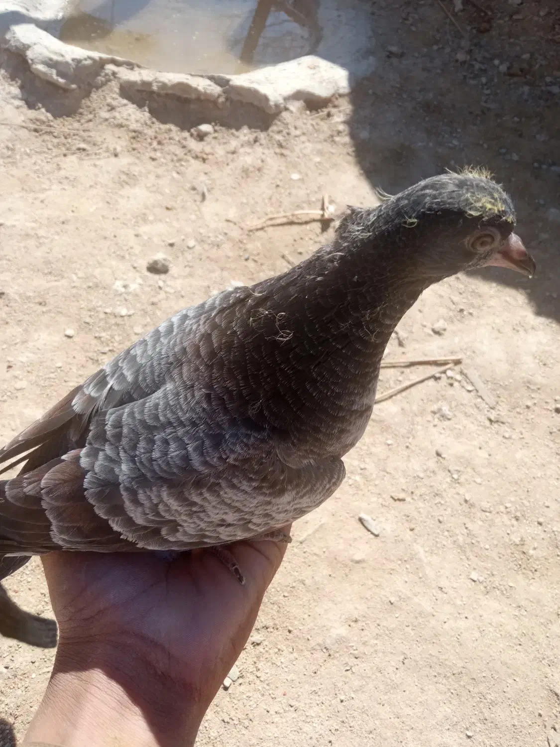 5عدد کبوتر|پرنده|سراوان, |دیوار