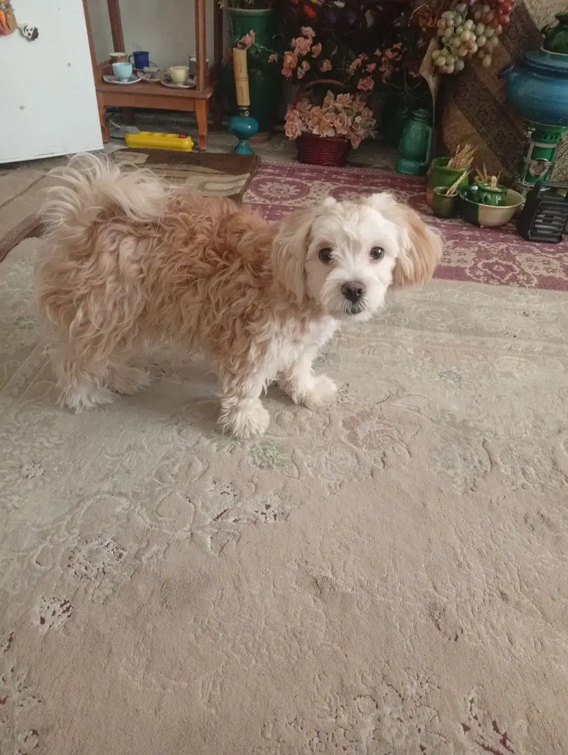 سگ ماده|سگ|تهران, هرندی|دیوار