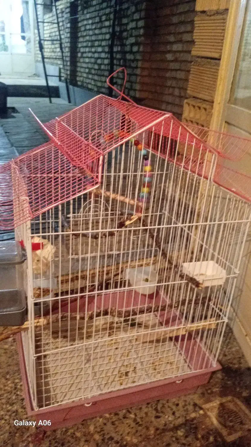 قفس عروس هلندی|لوازم جانبی حیوانات|بلداجی, |دیوار