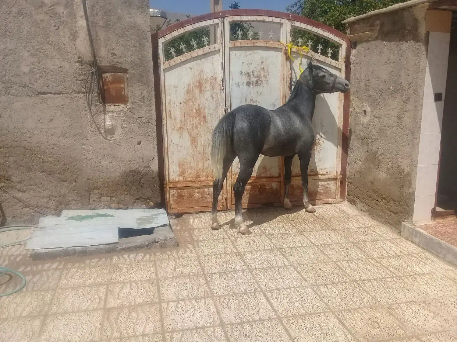 اسب مادیون کرد درجه یک کره بیداد|اسب و تجهیزات اسب‌سواری|شیراز, اکبر آباد|دیوار