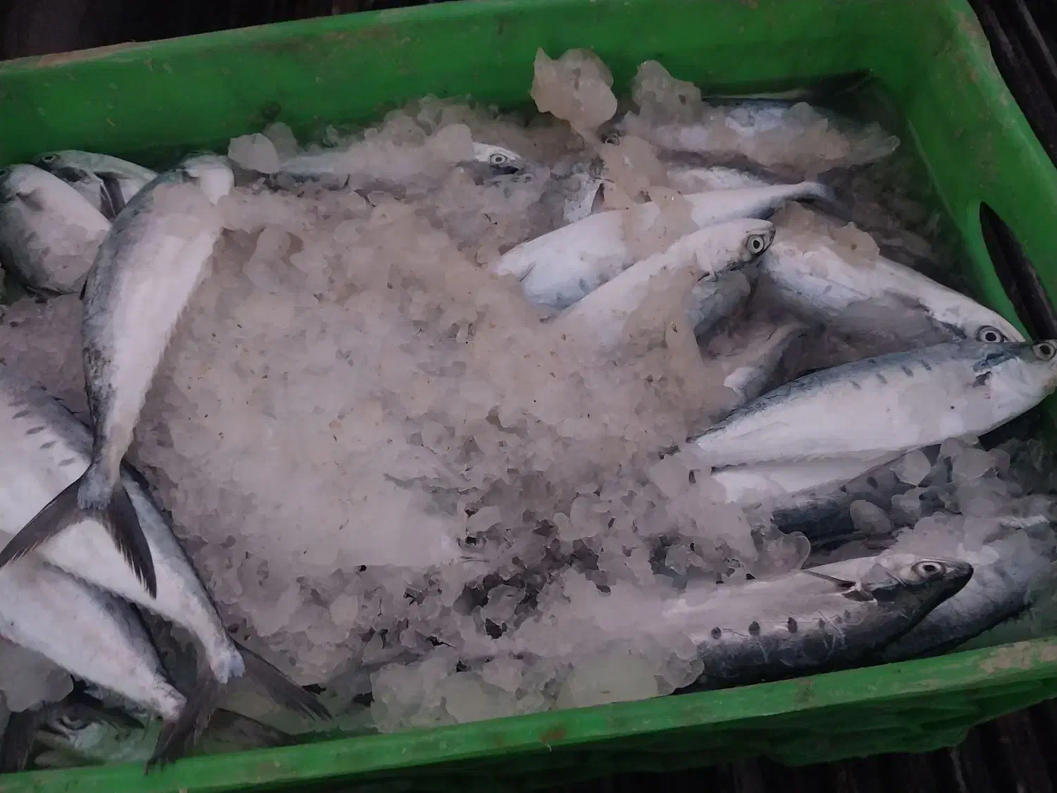 ماهی شیگ تازه کیلو ۱۰۰|ماهی|قشم, |دیوار