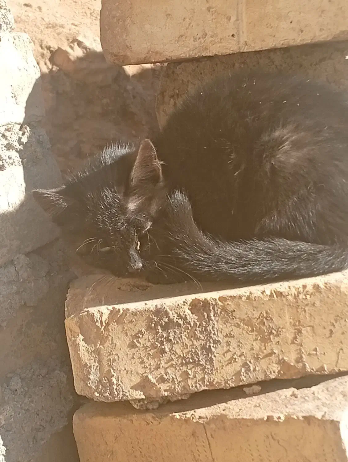 بچه گربه|گربه|زنجان, |دیوار