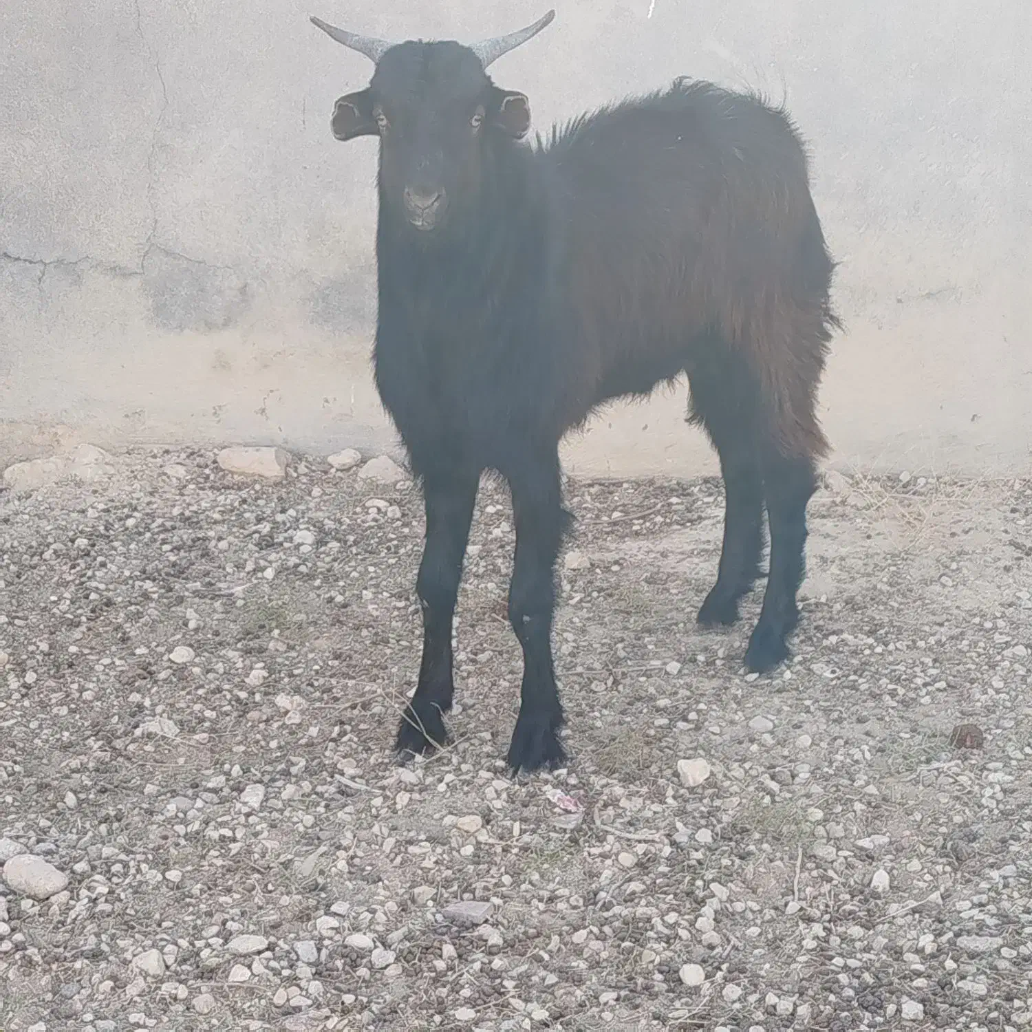 چکل خانگی نژاد خوب|حیوانات مزرعه|بیرم, |دیوار