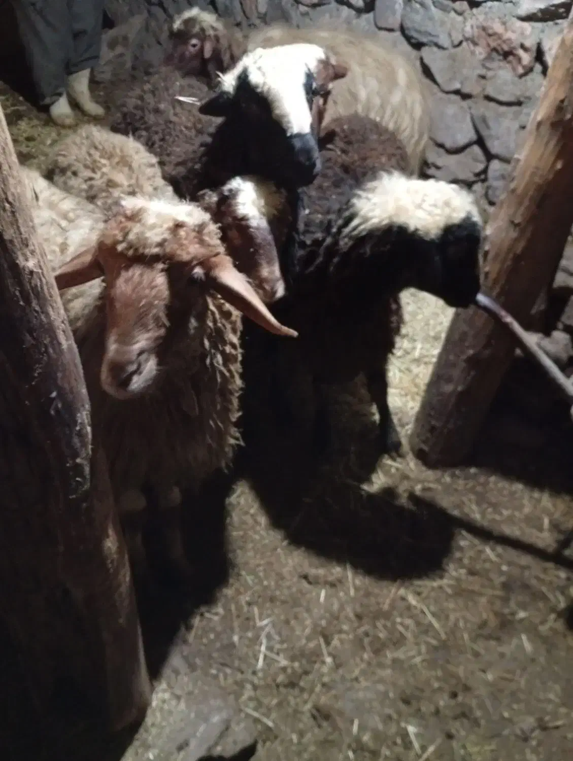 گوسفند نر|حیوانات مزرعه|دهگلان, |دیوار