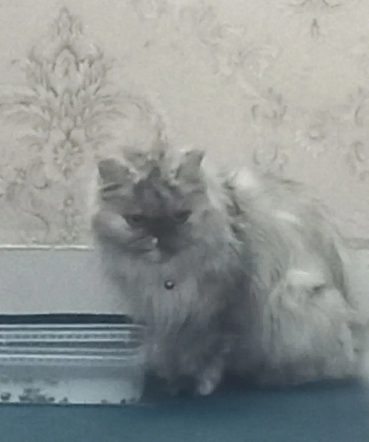 گربه های پرشین|گربه|تهران, خانی آباد نو شمالی|دیوار