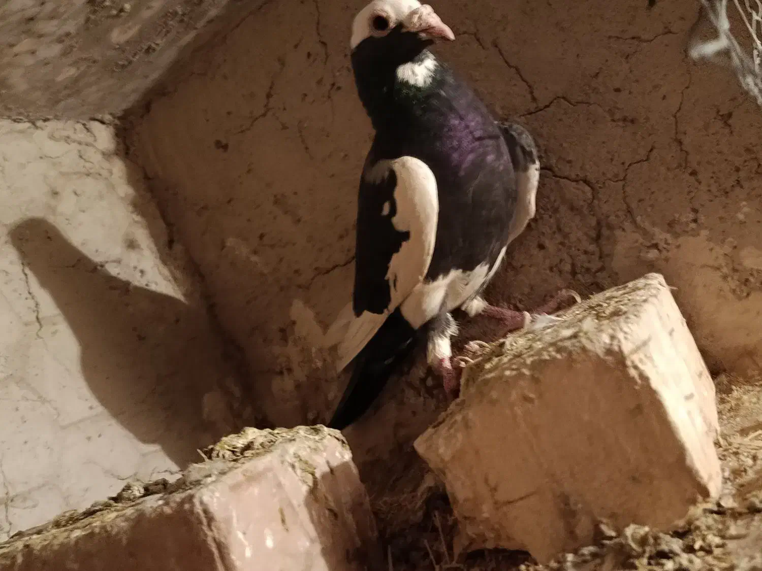 نر پلنگ گرفتنی|پرنده|زابل, |دیوار