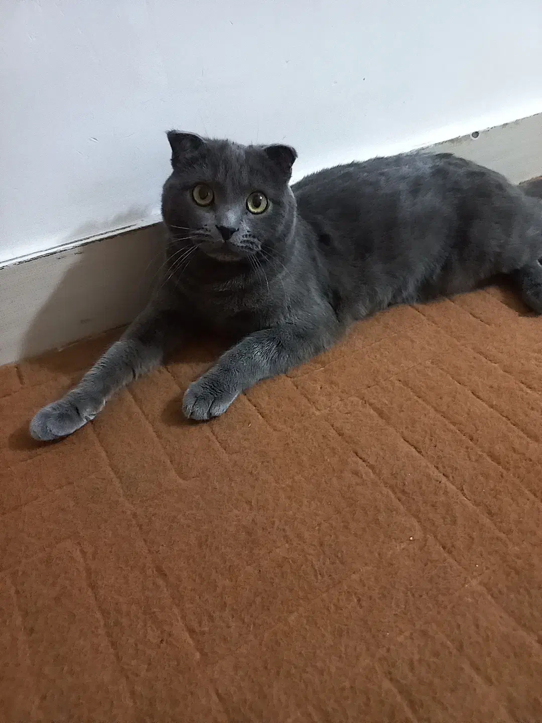 گربه جفت گیری نر|گربه|باسمنج, |دیوار