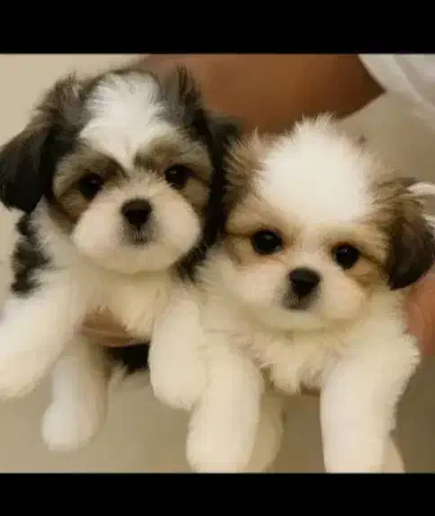 واگذاری تای پت واگذاری تای مالتیز|سگ|صدرا-فارس, فاز ۱|دیوار