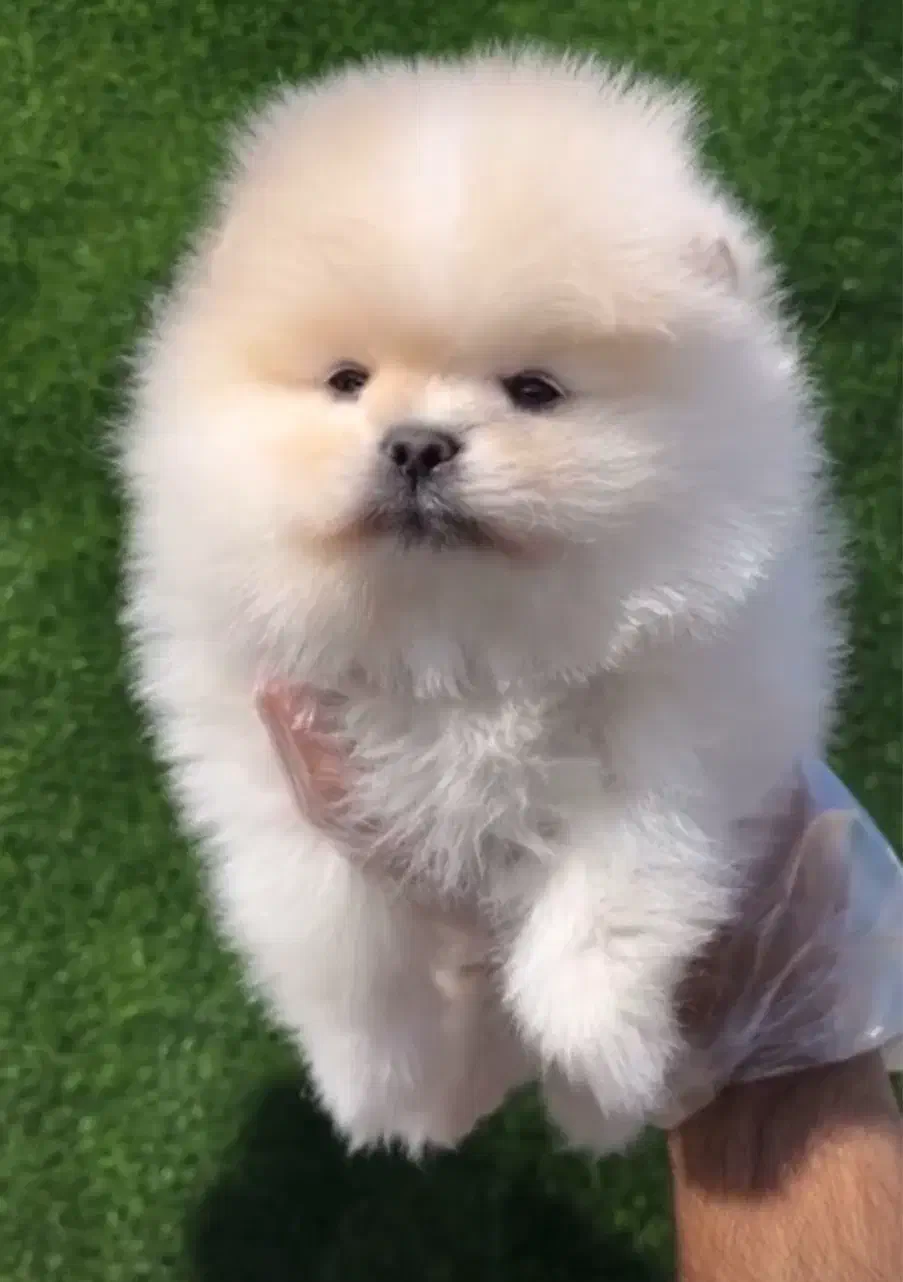 پامرانین کیفیت بمب|سگ|مشهد, آبادگران|دیوار