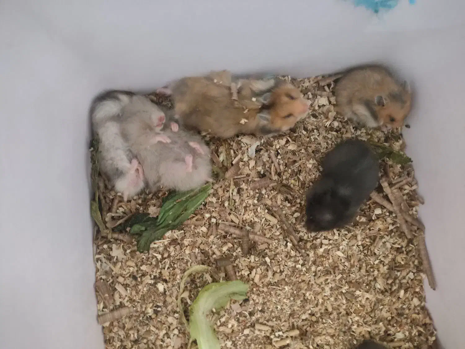 همستر کوچک|موش و خرگوش|یزد, |دیوار