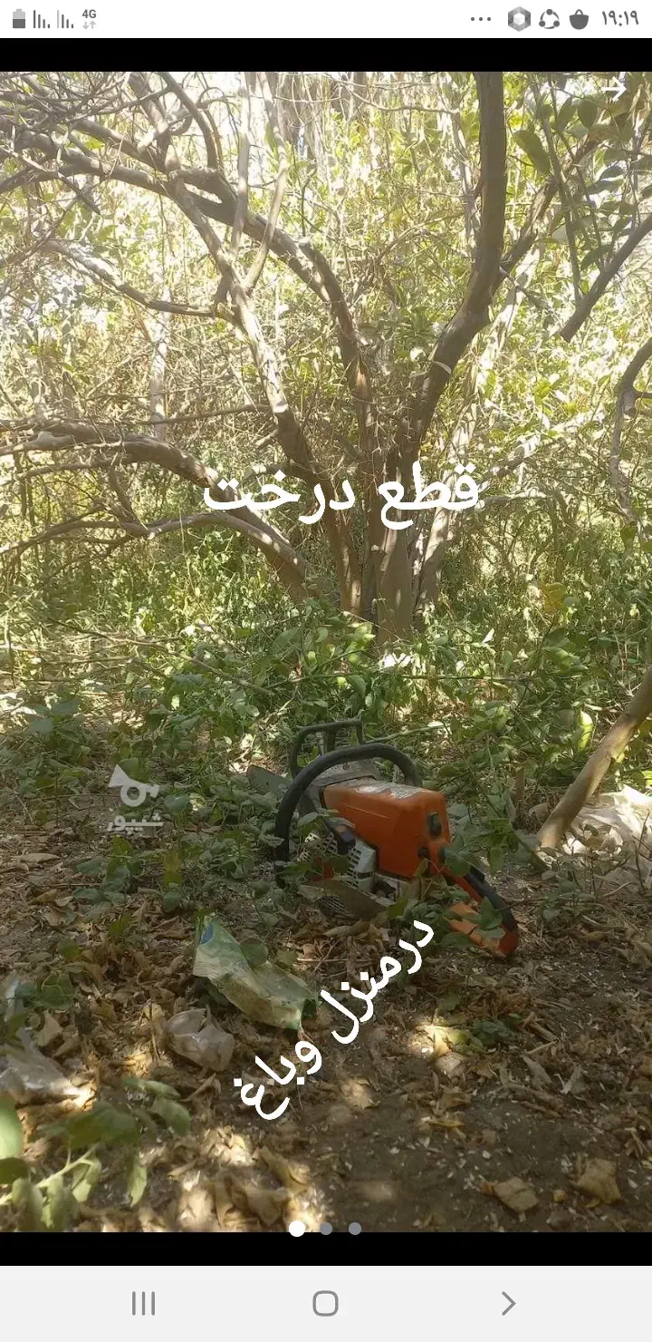 قطع درختان مرکبات در باغ و منزل|گل و گیاه طبیعی|کهنوج, |دیوار