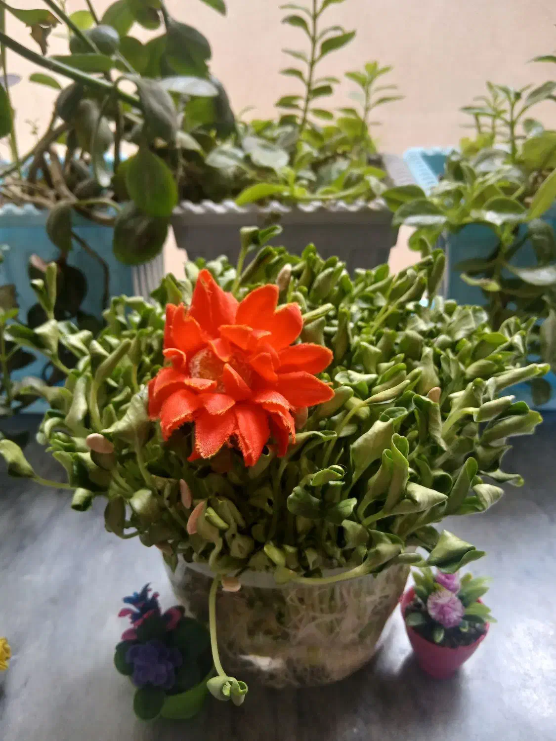 سبزه برای هدیه یلدا|صنایع دستی و سایر لوازم تزئینی|ملایر, |دیوار