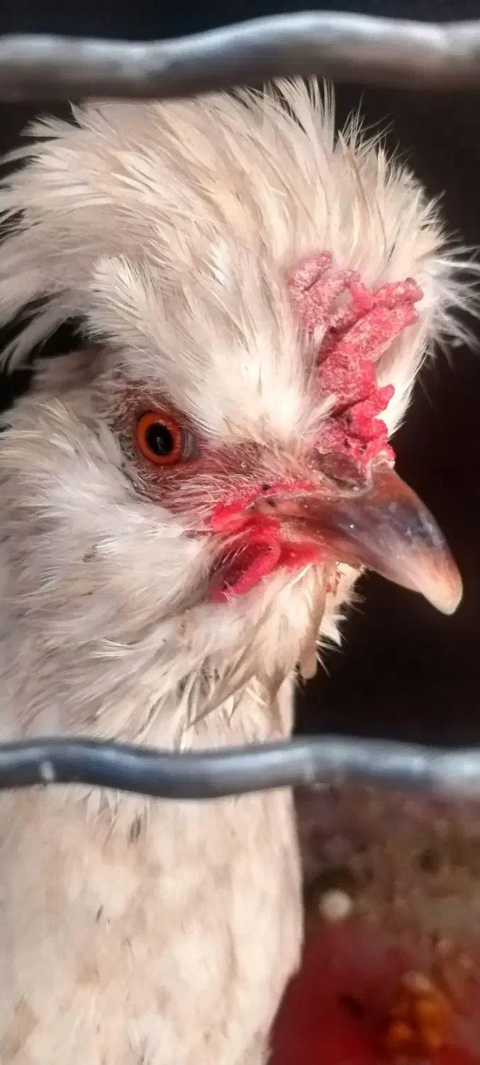 مرغ کاکلی، نژاد پولیش|حیوانات مزرعه|نسیمشهر, |دیوار