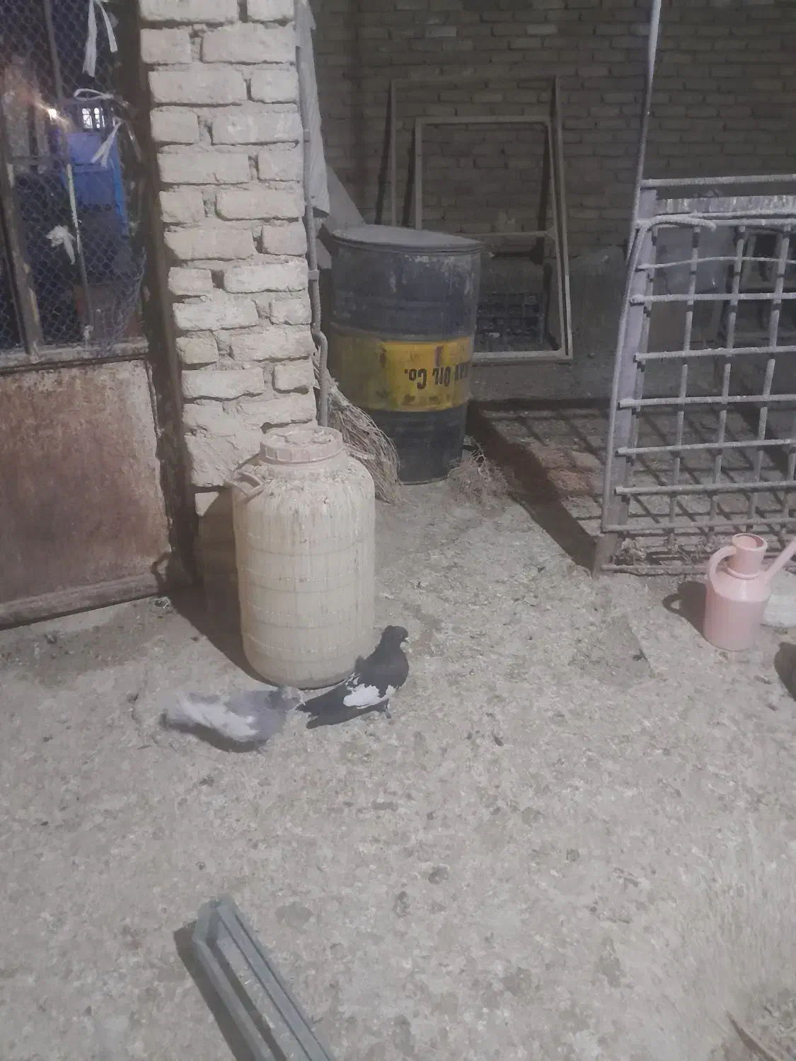 ابلق|پرنده|کرمانشاه, |دیوار