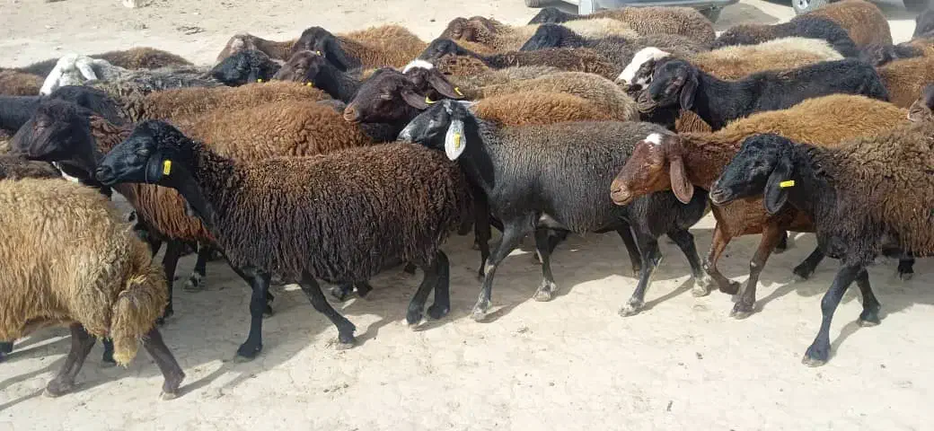 میش قزل افشار جوان ابستن وبره دار|حیوانات مزرعه|مشهد, زمرد|دیوار