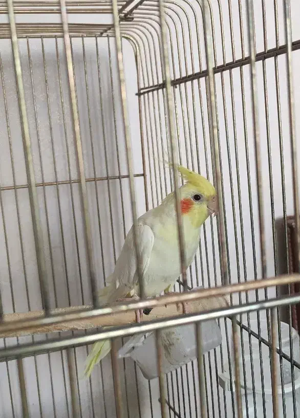 عروس هلندی|پرنده|اردبیل, |دیوار