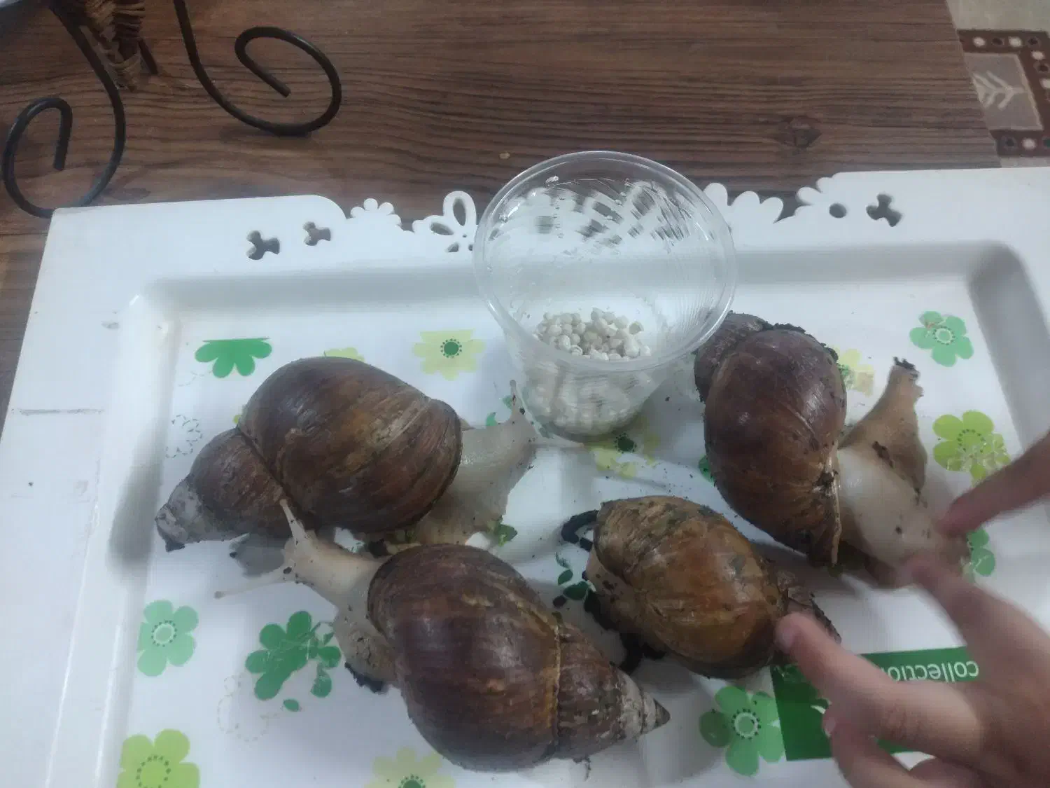 حلزون مولد|خزنده|قم, قلعه کامکار|دیوار