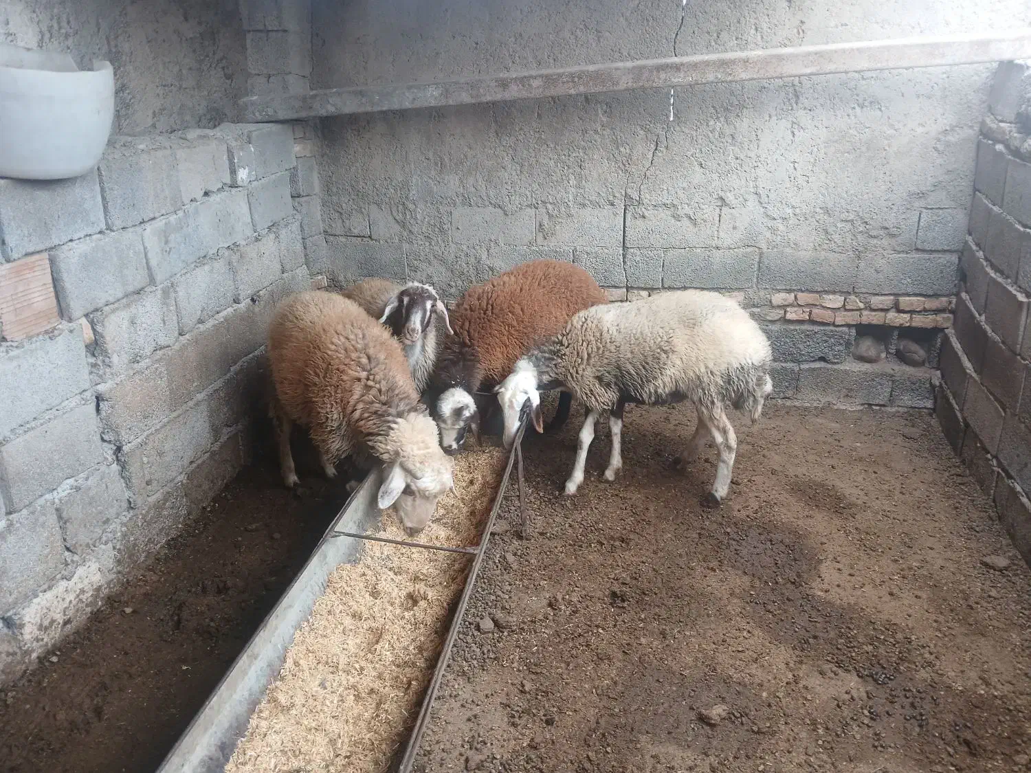 چهار راس بره ۲تا ماده ۲تا نر|حیوانات مزرعه|آق قلا, |دیوار