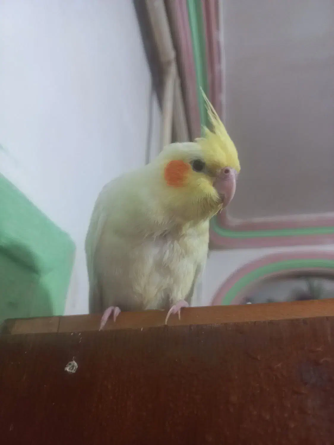 عروس هلندی ماده لوتینو کاملا اهلی|پرنده|تبریز, |دیوار