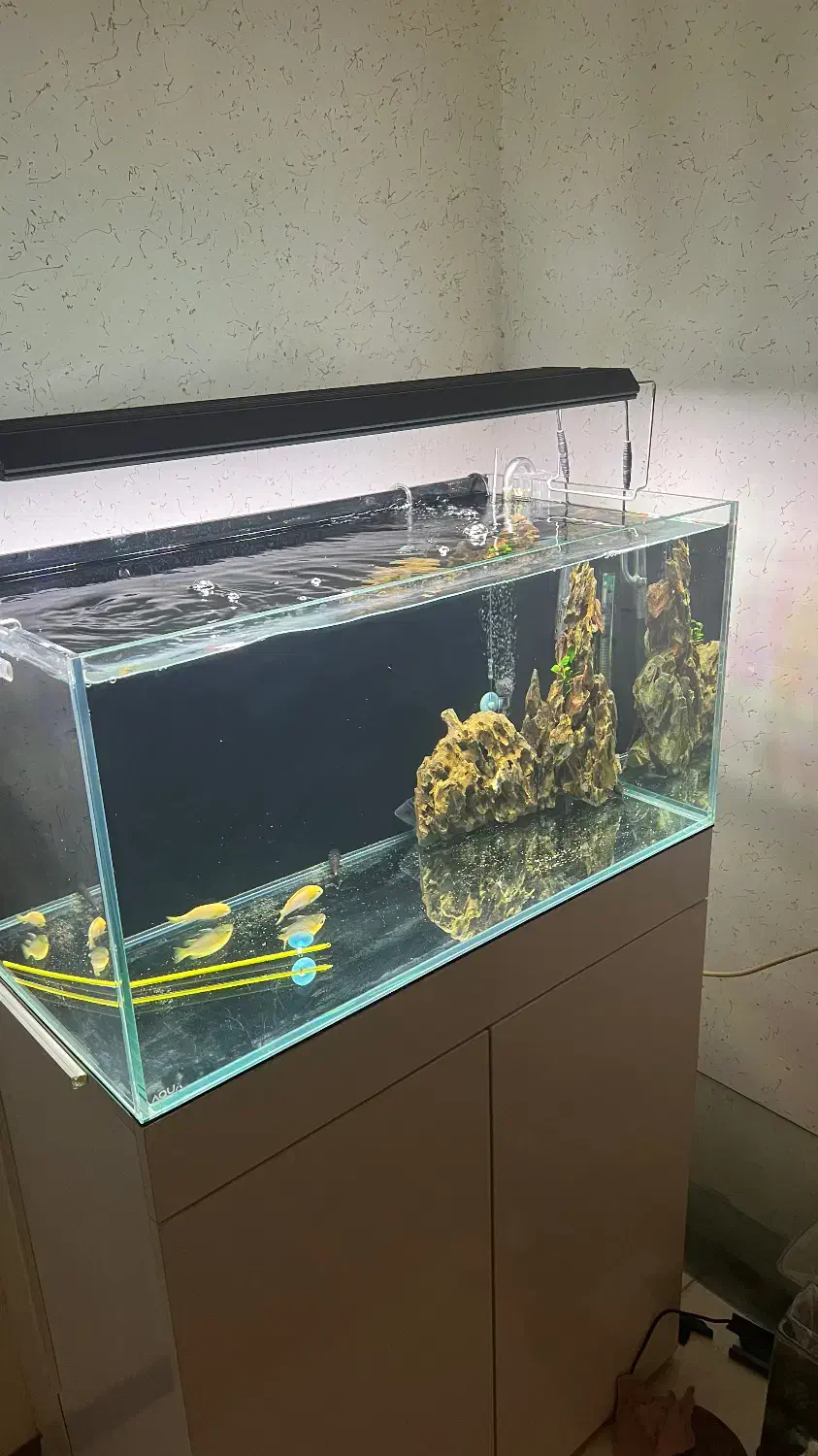 اکواریوم ریملس ۱۰ میل|ماهی|قرچک, باقرآباد|دیوار