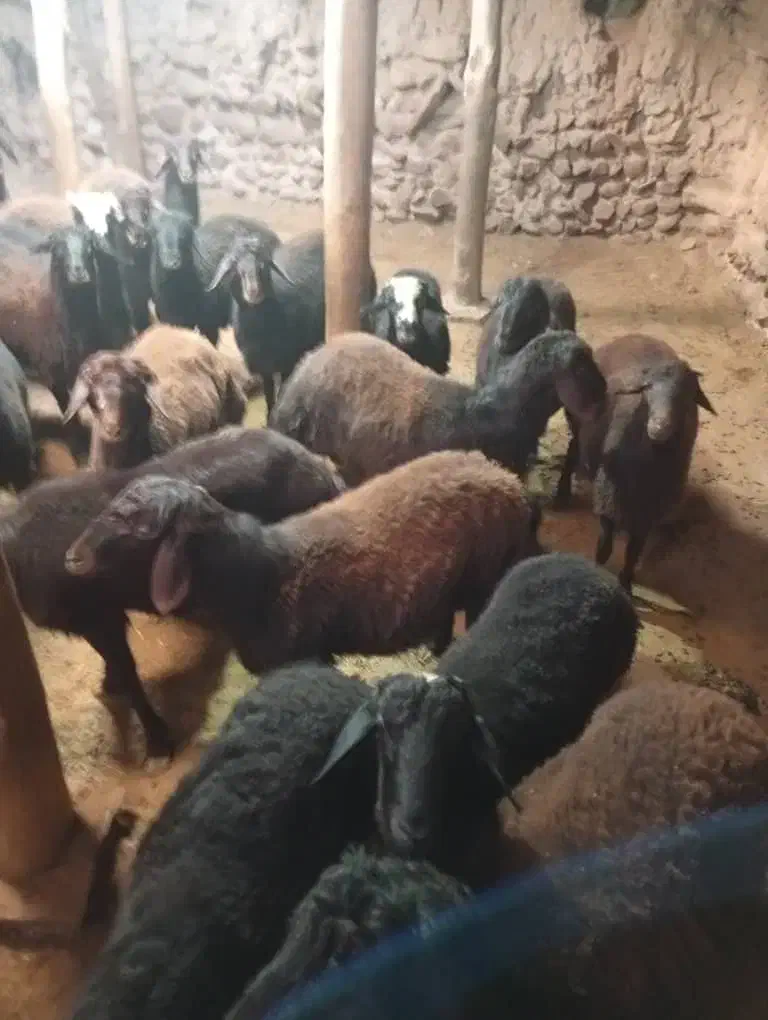 فروش 47 راس بره جفتی 115 کیلو به فروش میرسد|حیوانات مزرعه|تکاب, |دیوار