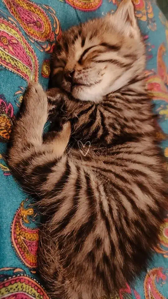 واگذاری رایگان بچه گربه|گربه|کرج, گلشهر|دیوار