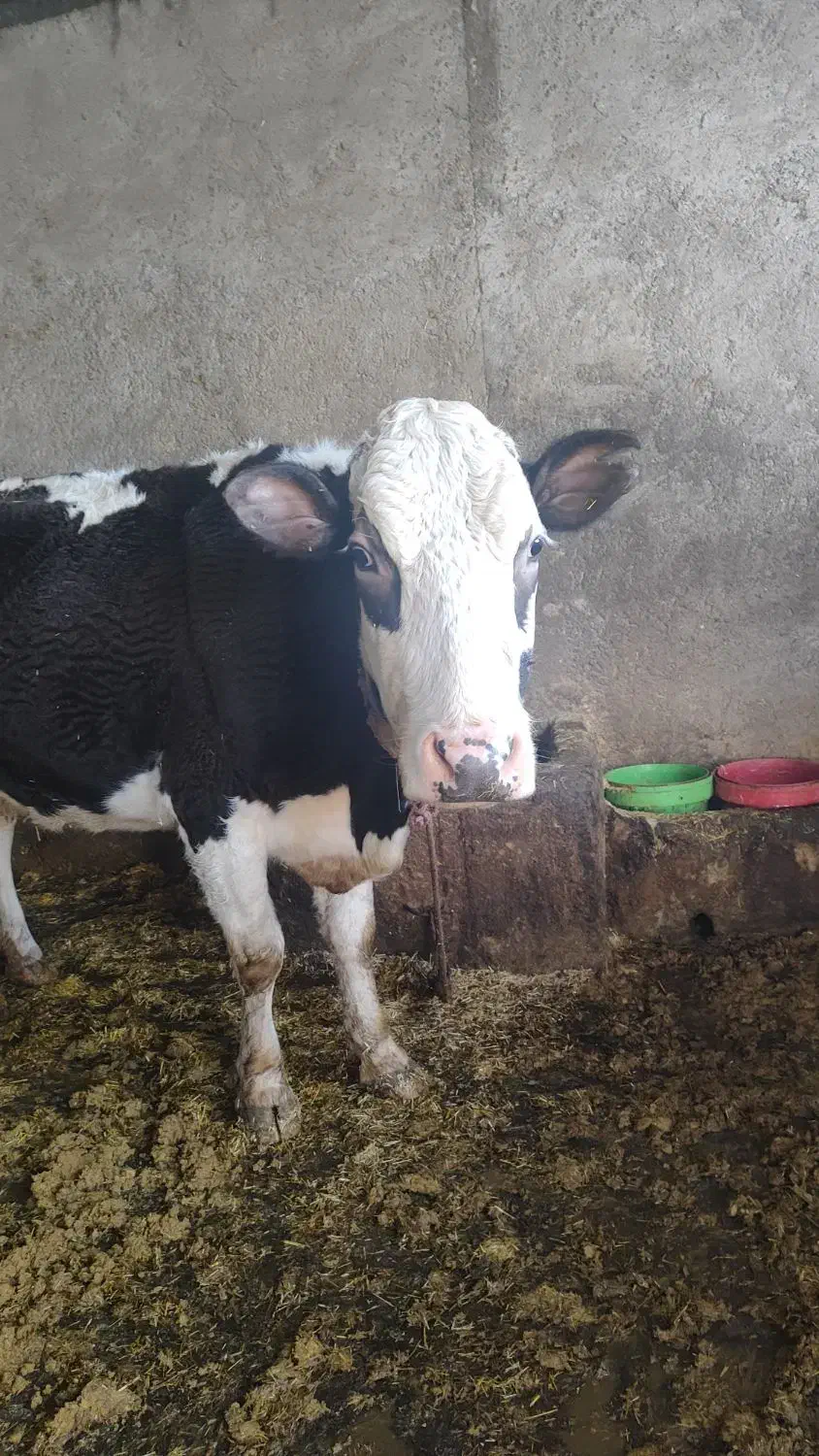 گاو سیمینتال|حیوانات مزرعه|زاغه, |دیوار