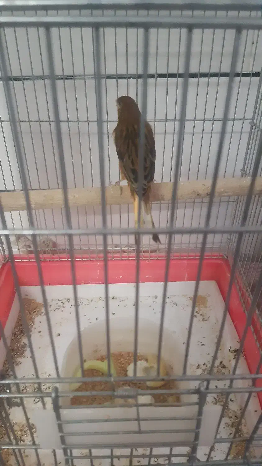 یک جفت قناری|پرنده|برخوار, |دیوار