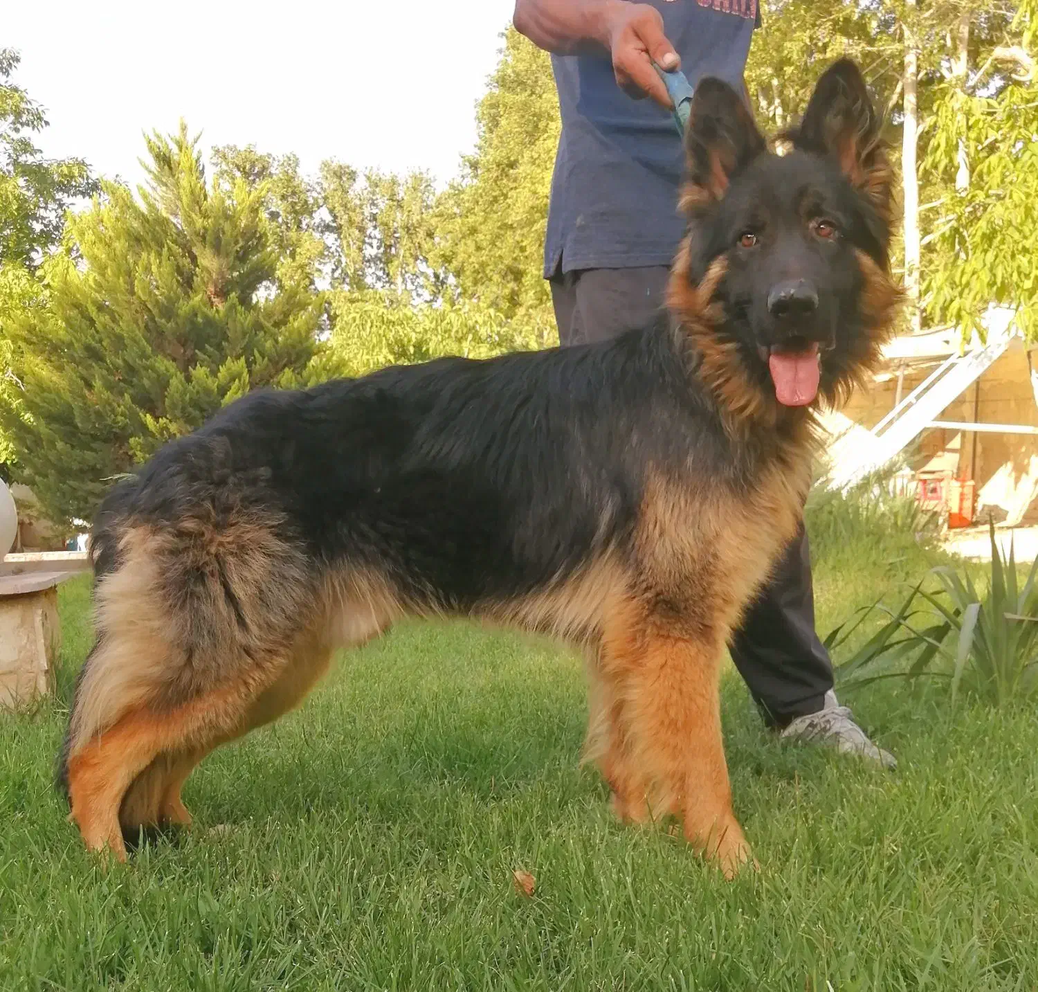 سگ ژرمن شپرد نروماده دوماهه باهم یکجای فی ۱۵ م ت|سگ|تهران, تهرانسر شرقی|دیوار