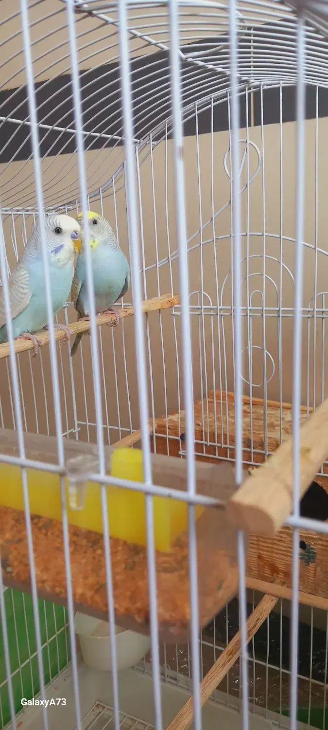 فروش مرغ عشق سالم زیبا سرحال|پرنده|سردشت, |دیوار