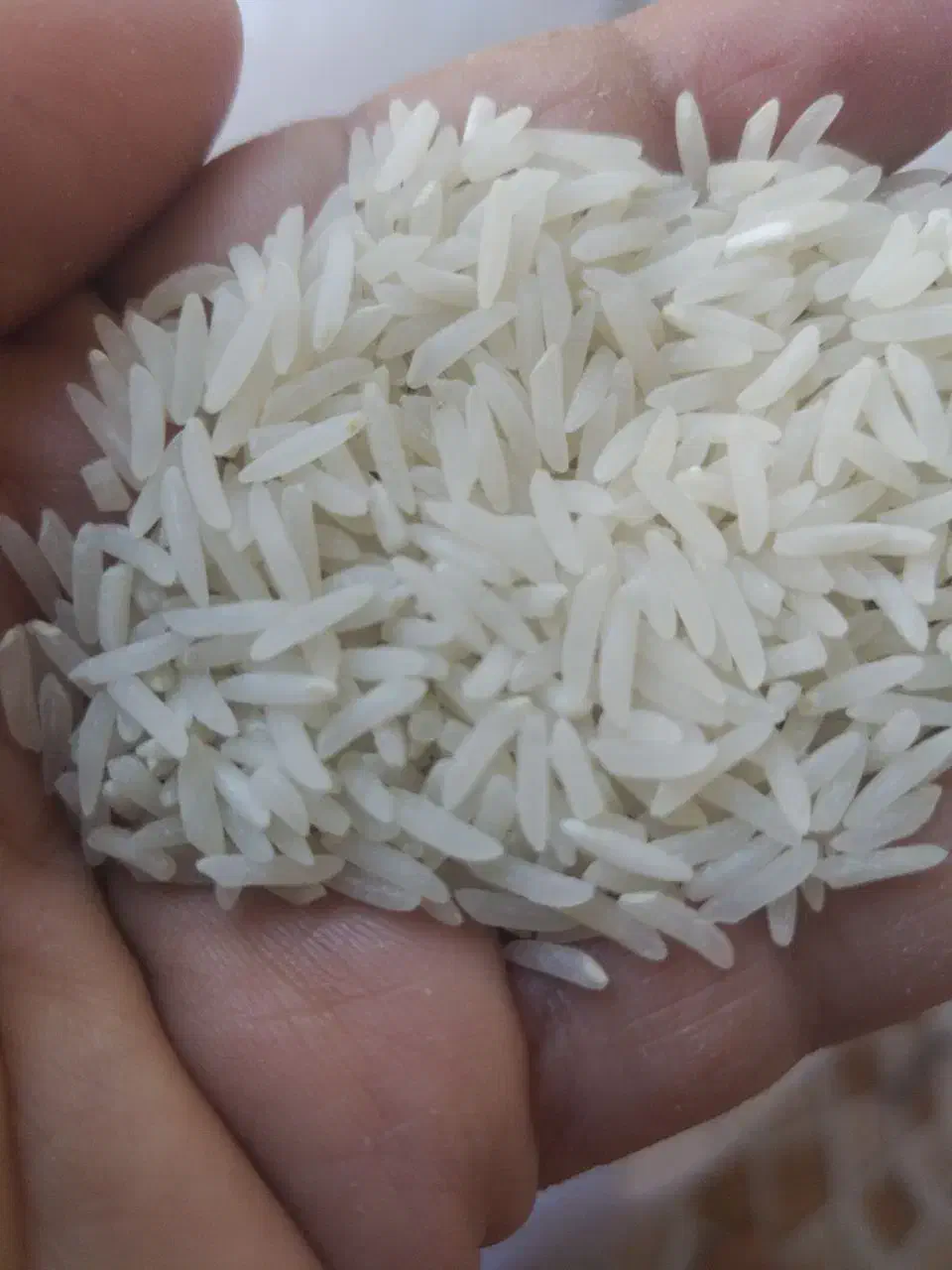 برنج فجر سوزنی ایرانی|خوردنی و آشامیدنی|پاکدشت, پاکدشت (مامازند)|دیوار