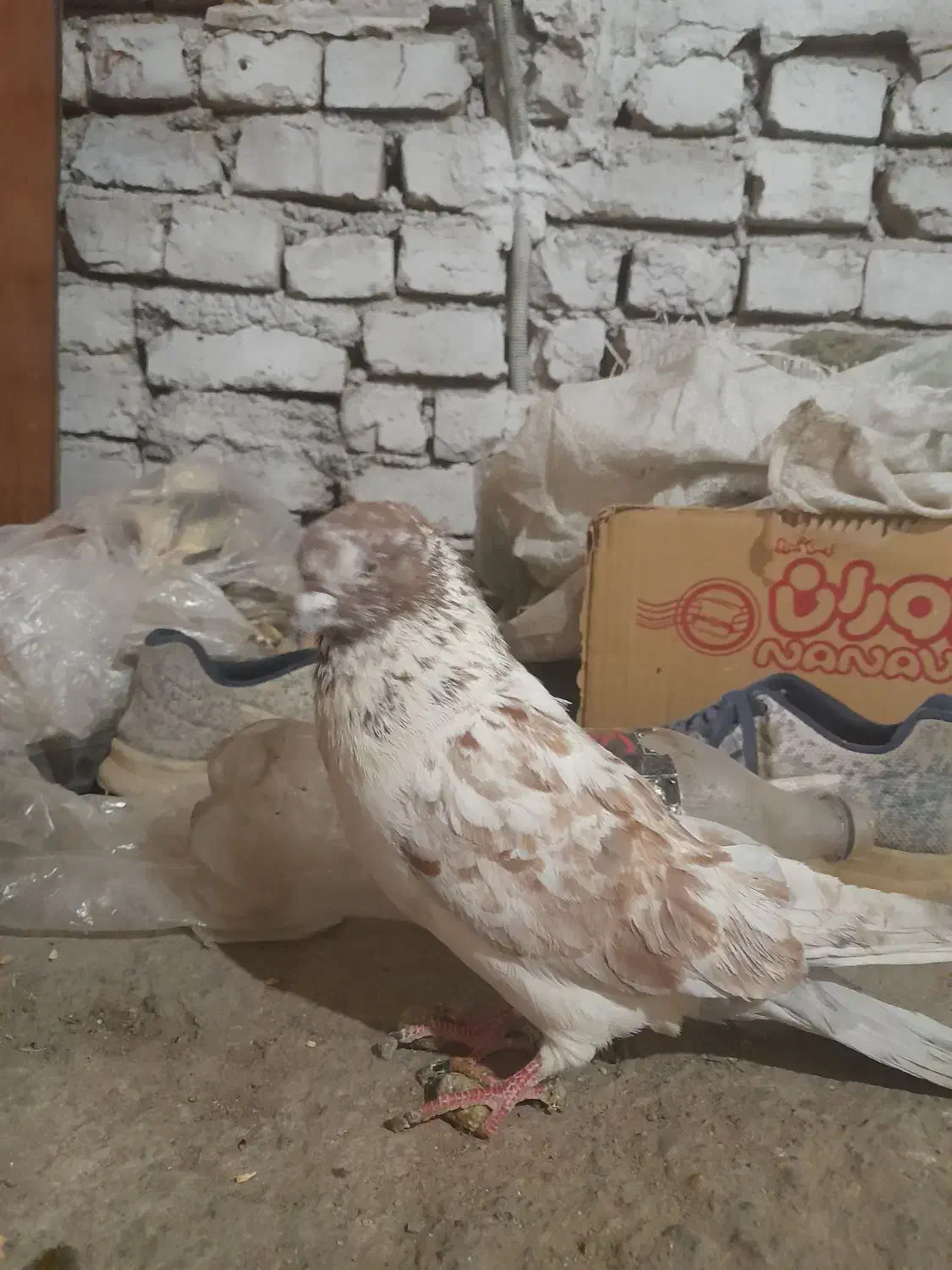 نر پرشی  به شرط|پرنده|قم, شهرک توانیر|دیوار