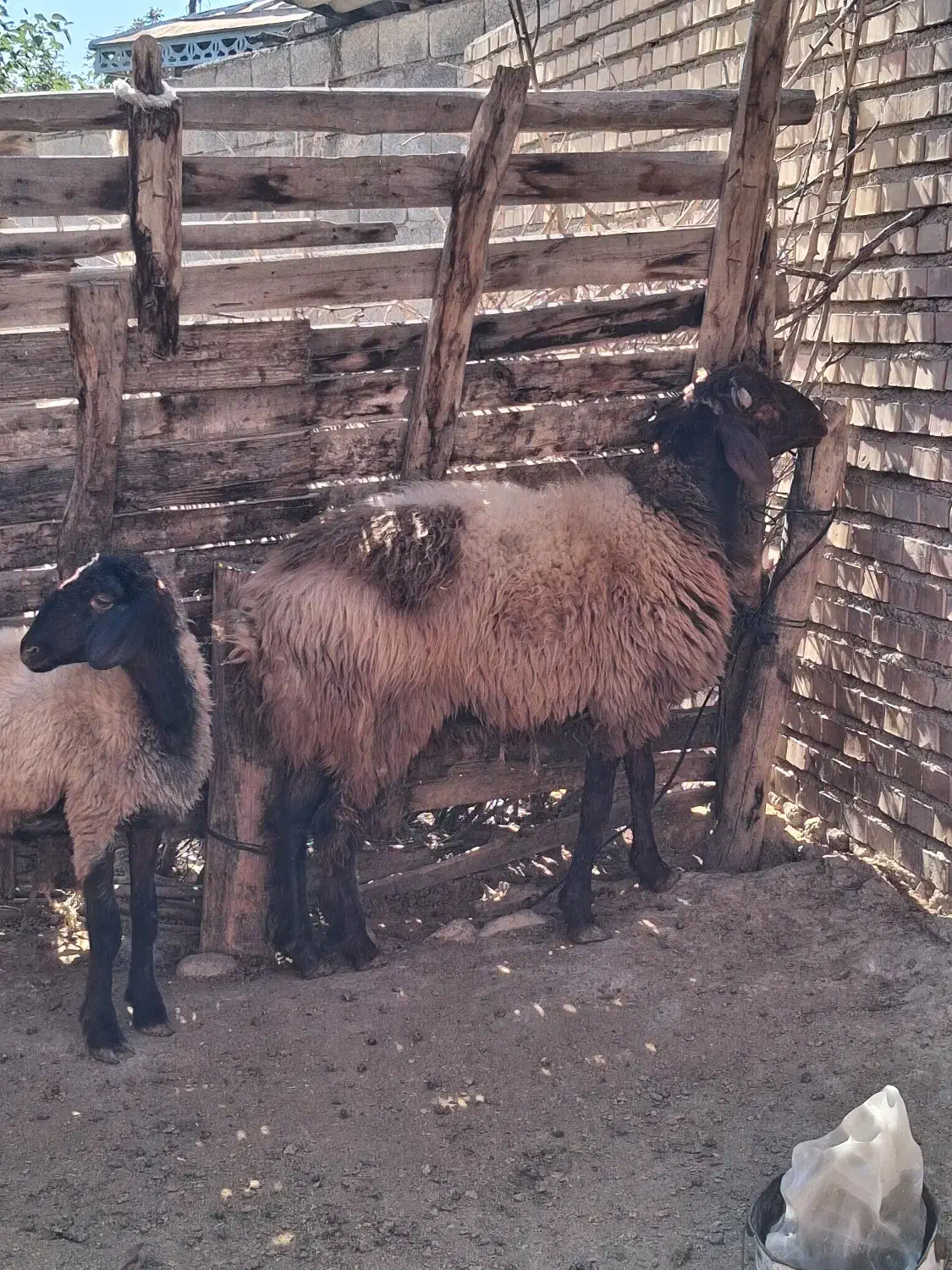 بره نر جوان|حیوانات مزرعه|مینودشت, |دیوار