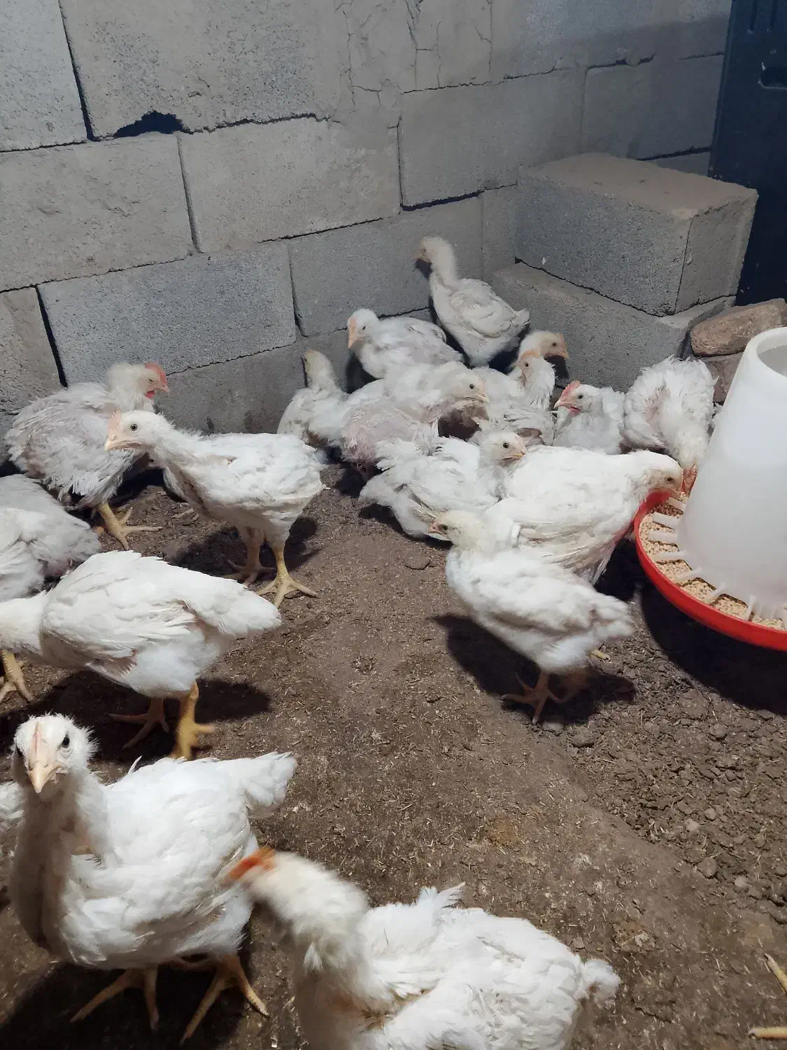 فقط ۱۳۰ ارگانیک|حیوانات مزرعه|تاتار علیا, |دیوار