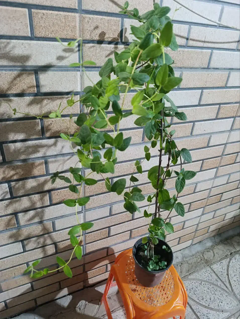 گل یاس امین دواله|گل و گیاه طبیعی|قهدریجان, |دیوار