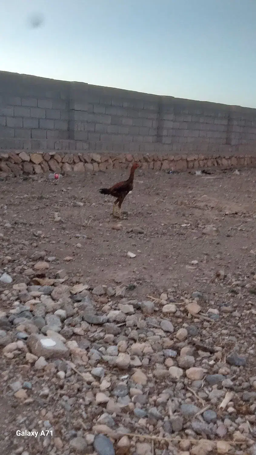 لاری اصل|حیوانات مزرعه|قره قوین, |دیوار