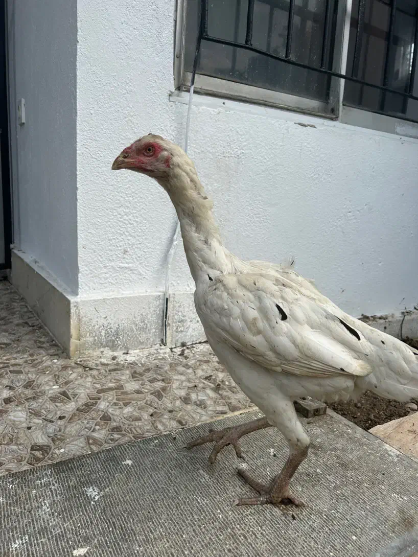 مرغ لاری یه تیغ مشکی و سفید تخم گزار|حیوانات مزرعه|فریدونکنار, |دیوار