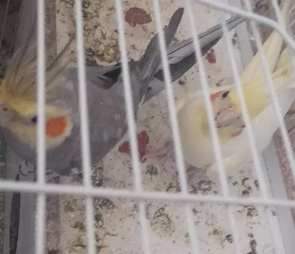 عروس هلندی مولد|پرنده|نیریز, |دیوار