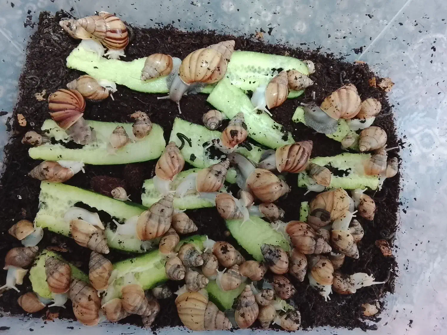 فروش حلزون اچاتینا برای پرورش|خزنده|مهاباد (آذربایجان غربی), |دیوار