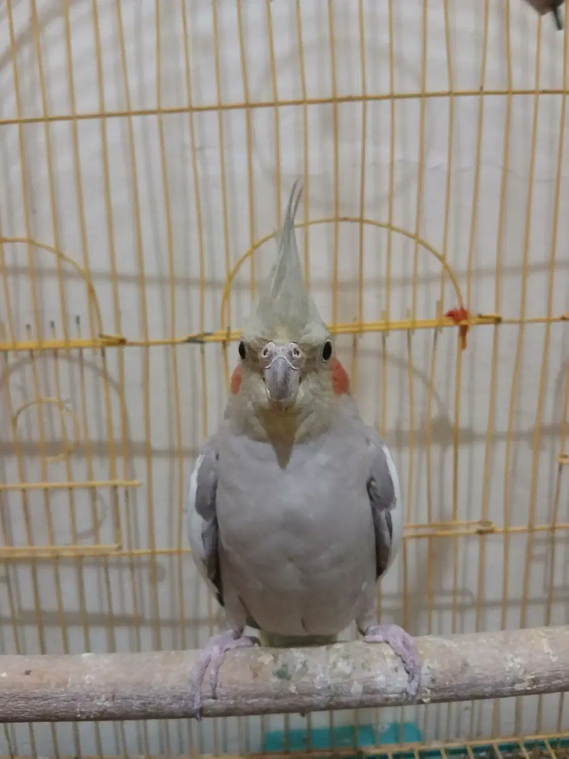 عروس هلندی|پرنده|تهران, وصفنارد|دیوار